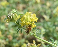 Colletes hederae