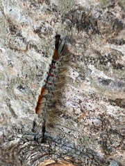 Orgyia pseudotsugata