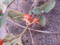 Solanum tomentosum