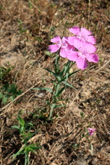 Dianthus chinensis