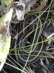 Thamnophis radix