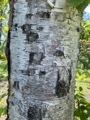 Betula papyrifera
