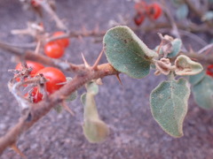 Solanum tomentosum