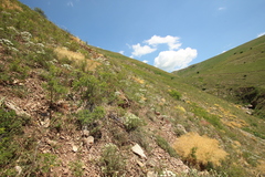 Prangos ferulacea