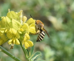 Colletes hederae
