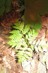 Botrypus virginianus