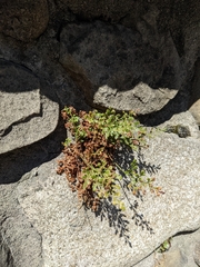 Asplenium ruta-muraria