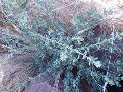 Cissampelos capensis