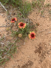 Gaillardia pulchella