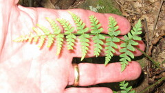 Dryopteris marginalis