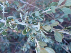 Cissampelos capensis