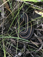 Thamnophis radix