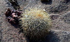 Mammillaria rhodantha