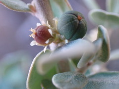 Cissampelos capensis