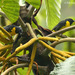 Tangara de Costillas Negras - Photo (c) Michael Woodruff, algunos derechos reservados (CC BY-SA)