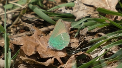 Callophrys rubi
