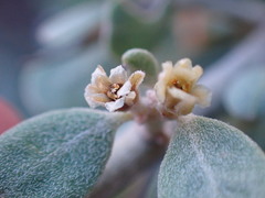 Cissampelos capensis