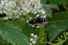Vespinae