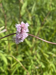 Persicaria bicornis