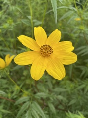 Bidens polylepis