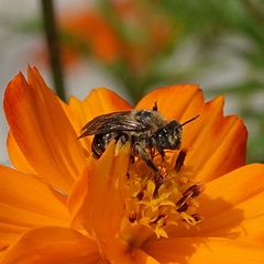 Melissodes comptoides