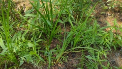 Sparganium emersum