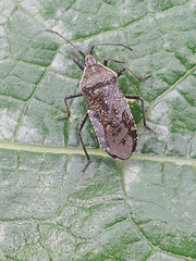 Anasa tristis