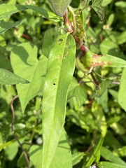 Persicaria bicornis