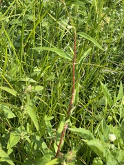 Persicaria bicornis