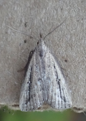 Macrochilo orciferalis