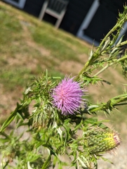Cirsium discolor