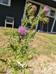 Cirsium discolor