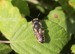 Osmiini