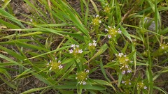 Collomia linearis