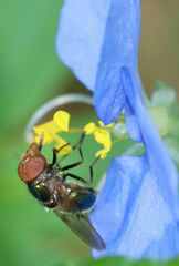 Copestylum vesicularium