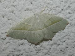 Campaea margaritaria