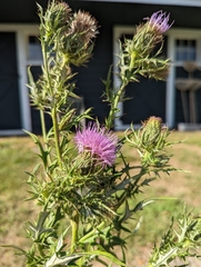 Cirsium discolor