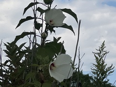 Hibiscus moscheutos