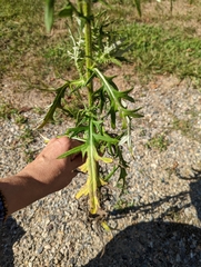 Cirsium discolor