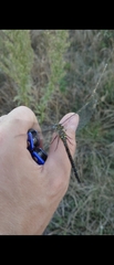 Aeshna mixta