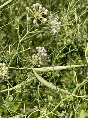 Asclepias subverticillata
