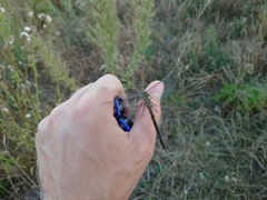 Aeshna mixta