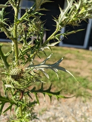 Cirsium discolor