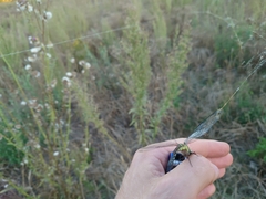 Aeshna mixta
