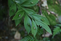 Ruscus hypoglossum