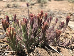 Castilleja cinerea