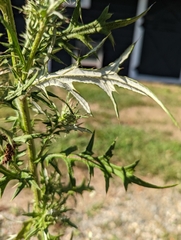 Cirsium discolor