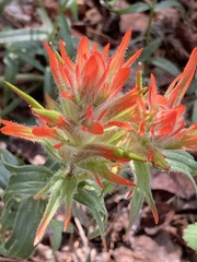 Castilleja miniata