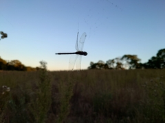 Aeshna mixta
