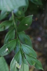 Ruscus hypoglossum